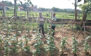 MONITORING KETAHANAN PANGAN DI DESA TORJUN