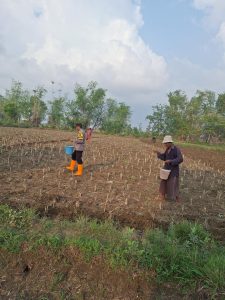 Polsek Karangpenang Polres Sampang Lebih Giat Para Bhabinnya Tanam Jagung