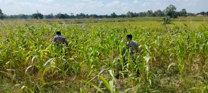 Kegiatan Bhabinkamtibmas Polsek Tambelangan Polres Sampang