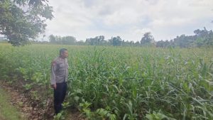 Monitoring Ketahanan Pangan Polsek Sokobanah