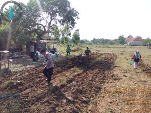 Dukung Ketahanan Pangan Nasional, Polsek Ketapang Ikut Tanam Benih Jagung Hibrida di Desa Banyusokah